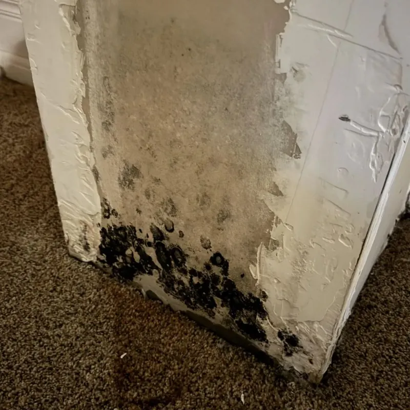 Professional Mold Removal in Irving, TX